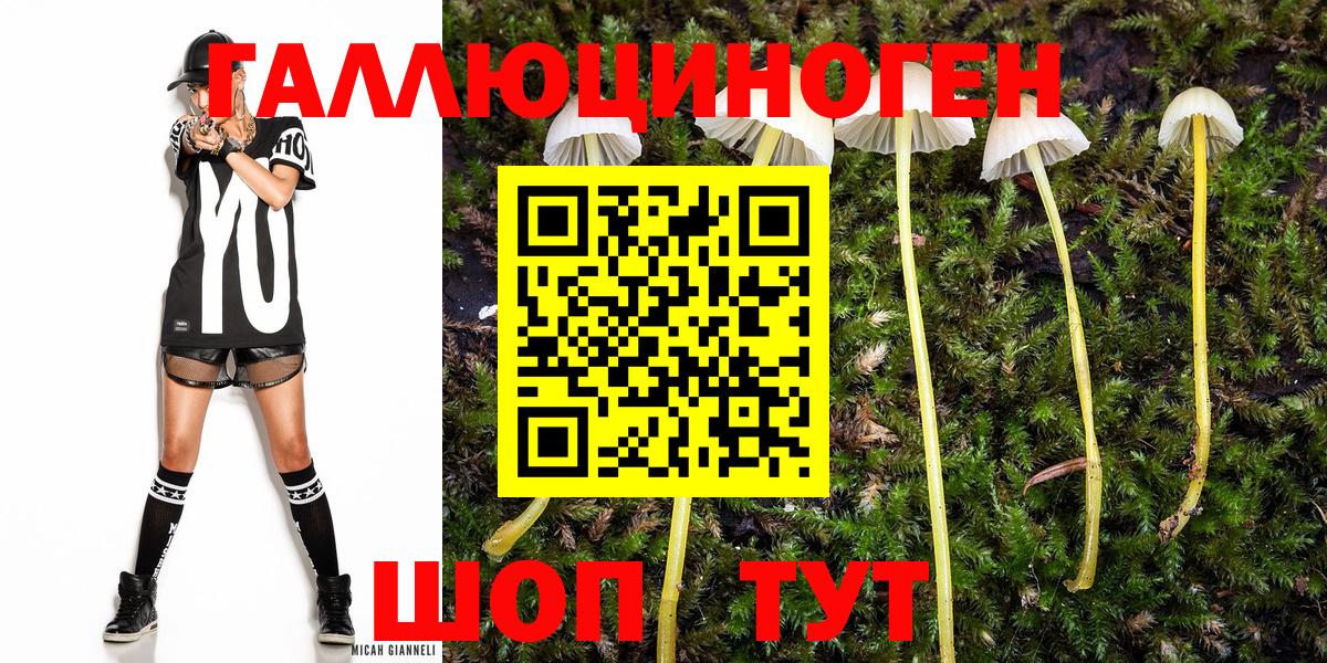 Галлюциногенные грибы Cubensis Новозыбков
